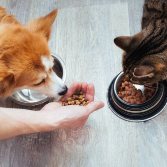 Forever Home Fund