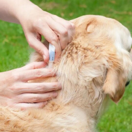 Furry Friend