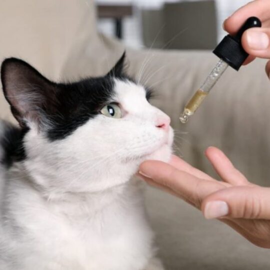 Golden Paw Sponsor